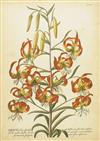 (BOTANICAL.) Trew, Christoph Jacob; and Ehret, Georg Dionysius. Seven of the finest engravings from Plantae Selectae,